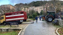 bovini inselvatichiti Carpineto Romano